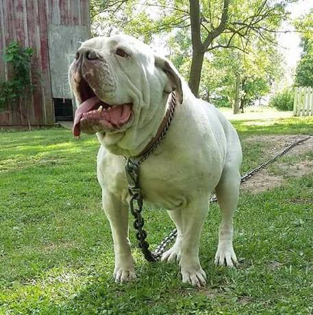 Best Hermes Bulldog of the decade Check it out now 