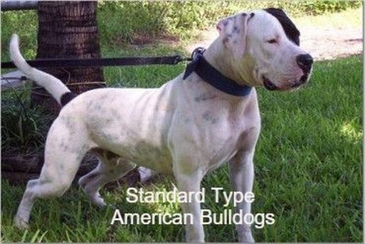 american bulldog types